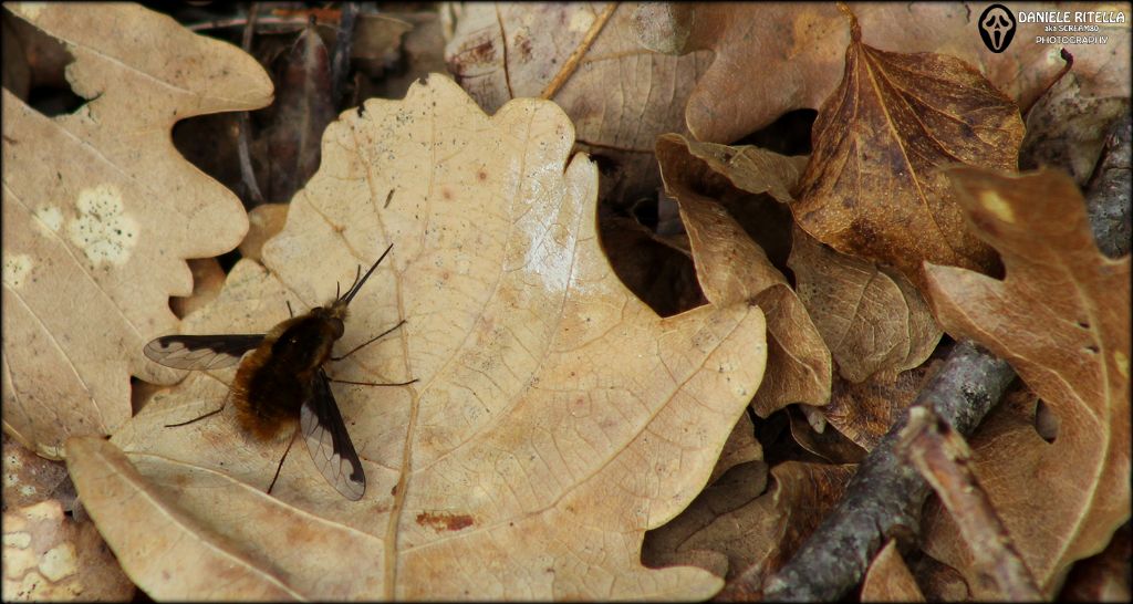 Bombylius major (Bombyliidae)